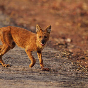 Wild Dog On The Move, Tadoba Andheri by Jagdeep Rajput