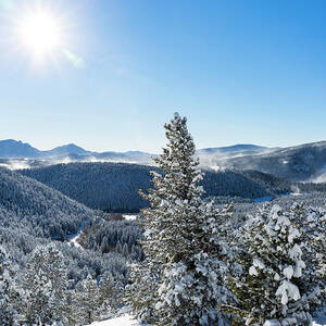 Winter Scenery With Pine Trees by Will McKay