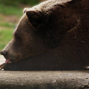 Wish I Was A Polar Bear by M Three Photos