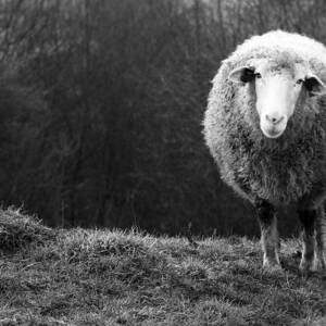 Wondering Sheep by Ajven