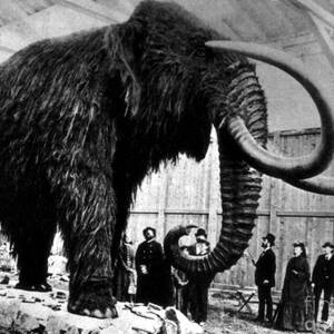 Woolly Mammoth Found In Siberia, 1903 by Science Source