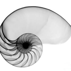 X-ray Of Nautilus by Bert Myers