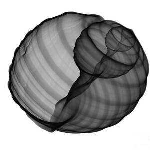 X-ray Of Tun Shell by Bert Myers