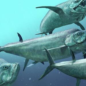 Xiphactinus Prehistoric Fish by Science Photo Library