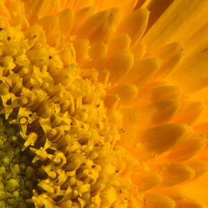 Yellow flower - close-up by SAURAVphoto Online Store