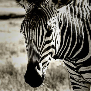 Zebra Crossing V3 by Douglas Barnard