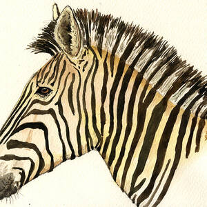 Zebra head study by Juan  Bosco