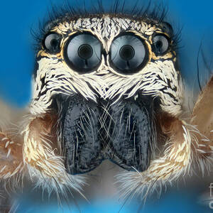 Zebra Jumping Spider by Matthias Lenke