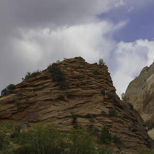 Zion Bighorn Sheep by Jonathan Davison