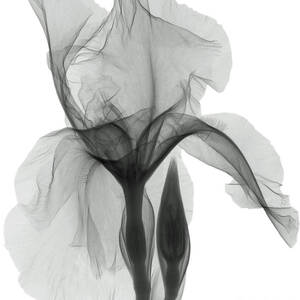 An X-ray Of An Iris Flower #1 by Ted Kinsman