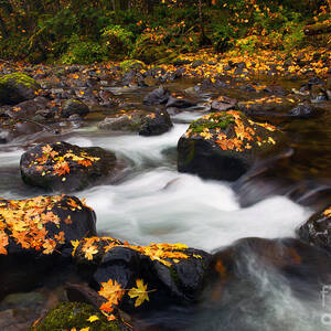 Fall Passages by Michael Dawson