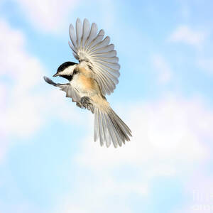 Black-capped Chickadee In Flight #1 by Ted Kinsman