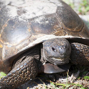 Gopher Tortoise #1 by Kenneth Albin