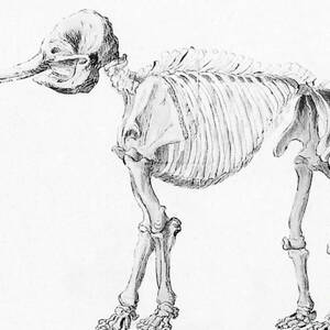 Mastodon Skeleton #1 by Science Source