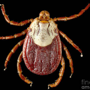 Rocky Mountain Wood Tick #1 by Science Source