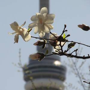 Nature With Architecture #2 by Alfred Ng