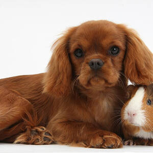 Ruby Cavalier King Charles Spaniel Pup #2 by Mark Taylor