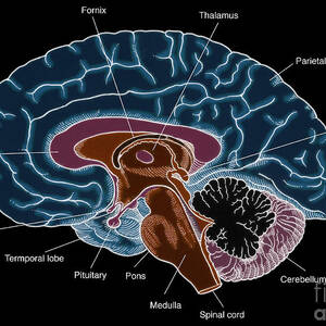 Illustration Of Human Brain #4 by Science Source