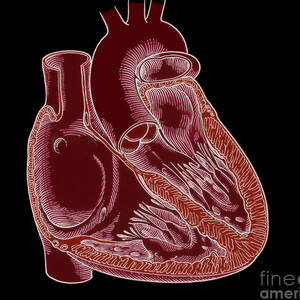 Illustration Of Heart Anatomy #7 by Science Source