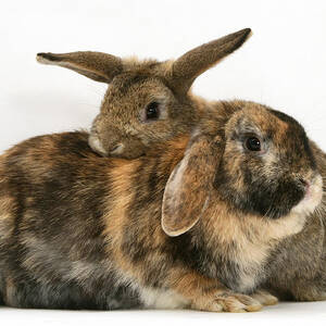 Rabbits #9 by Jane Burton