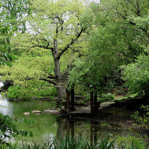 A River Runs Through Central Park  by Lorraine Devon Wilke