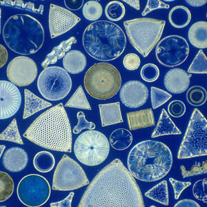 Algae, Fossil Diatoms, Lm by M I Walker