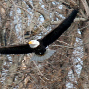 Bald Eagle flying into sun glow Photograph by Crystal Heitzman Renskers