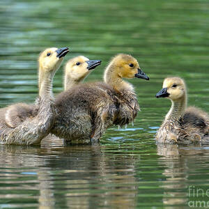 Bath Time by Craig Leaper