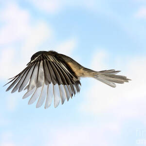 Black-capped Chickadee In Flight by Ted Kinsman