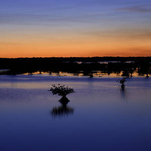 Blue Sunset Mangroves X100 by Rich Franco