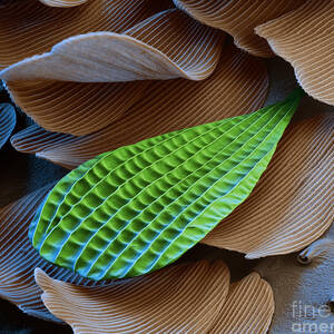 Butterfly Wing Scale Sem by Eye of Science