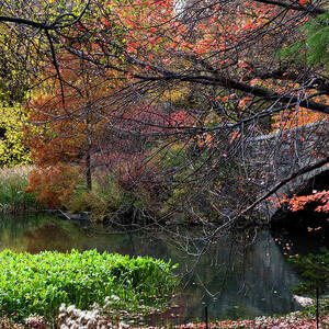 Color Splash In Central Park by Lorraine Devon Wilke