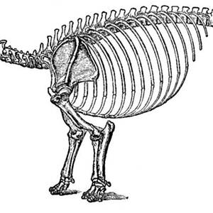 Coryphodon, Cenozoic Mammal by Science Source