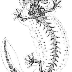 Cryptobranchus, Living Fossil by Science Source