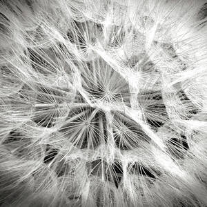 Dandelion in Black and White by Endre Balogh