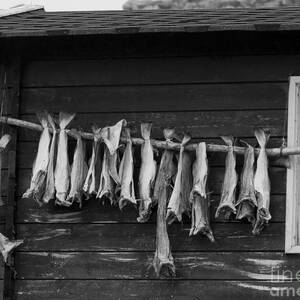 Dried Cod on a Line by Heiko Koehrer-Wagner