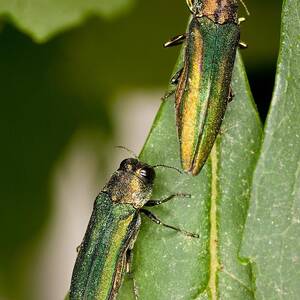 Emerald Ash Borer by Science Source