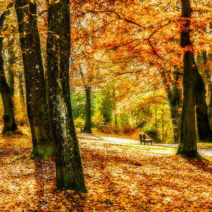 enjoy the autmn II by Hannes Cmarits