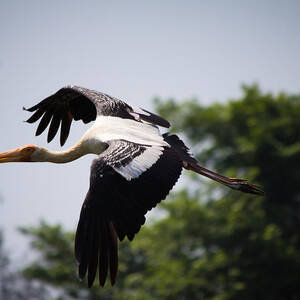 Fly free by SAURAVphoto Online Store