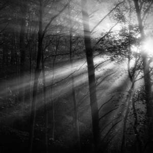 Foggy Forest by Matt  Trimble