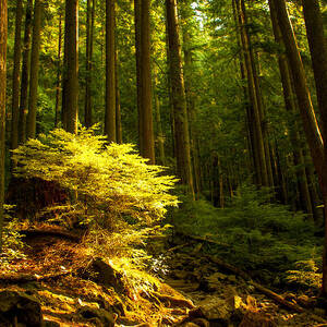Forest by Matt  Trimble