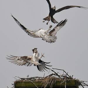 Go Away by Craig Leaper