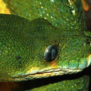 Green Tree Python by Scott Hovind