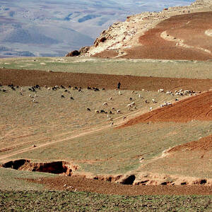 Herd in The Atlas Mountains by Miki De Goodaboom