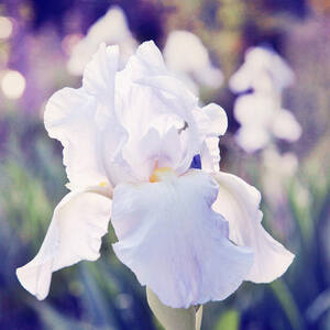 Iris of monet by Toni Hopper
