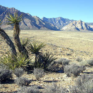 Joshua Tree And Mount Wilson by Frank Wilson