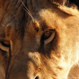 Kumba the Lioness by Kim Galluzzo