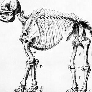 Mastodon Skeleton Drawing by Science Source