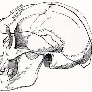 Neandertal Skull by Science Source