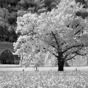 Bonzai Tree #20 Photograph by Bob Nardi - Pixels
